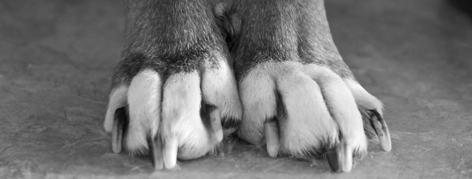 Paws of a State College, PA Dog